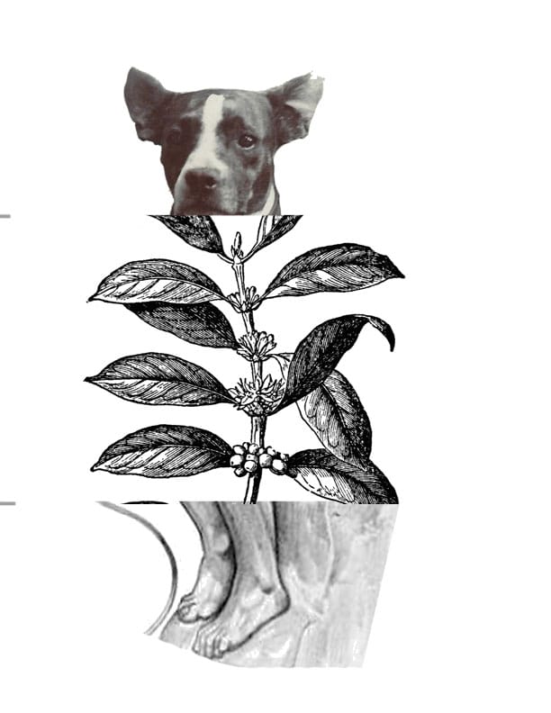 Mutualist Bestiary — image 10