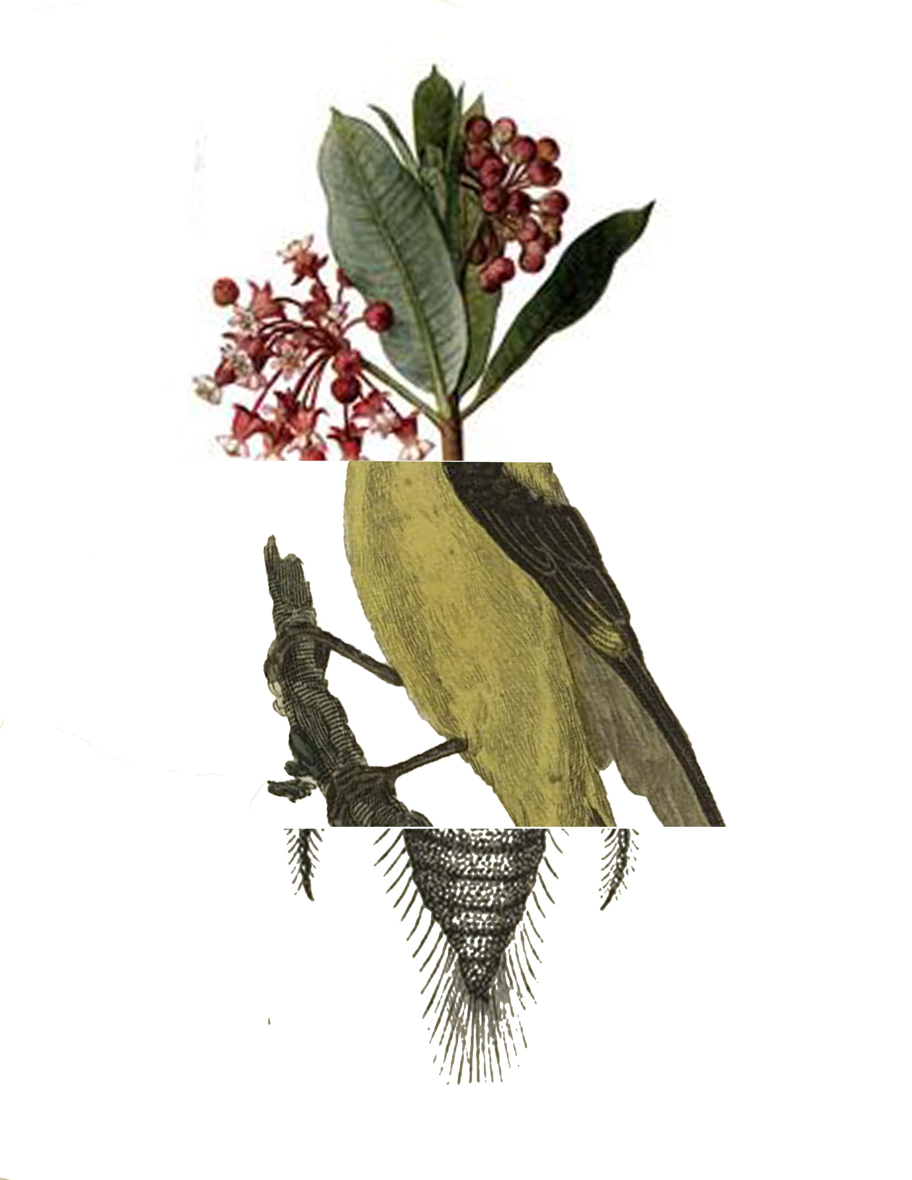 Mutualist Bestiary — image 2