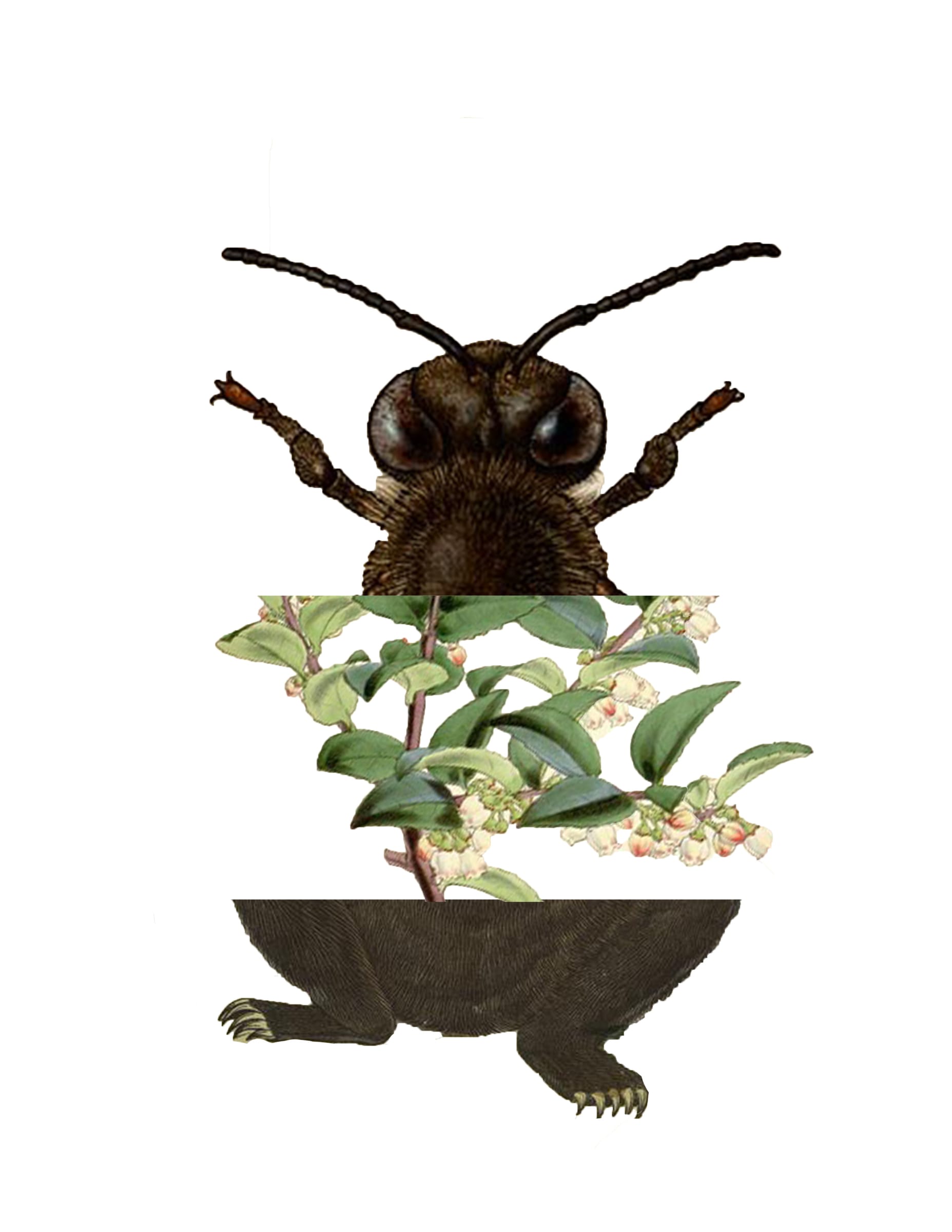 Mutualist Bestiary — image 3
