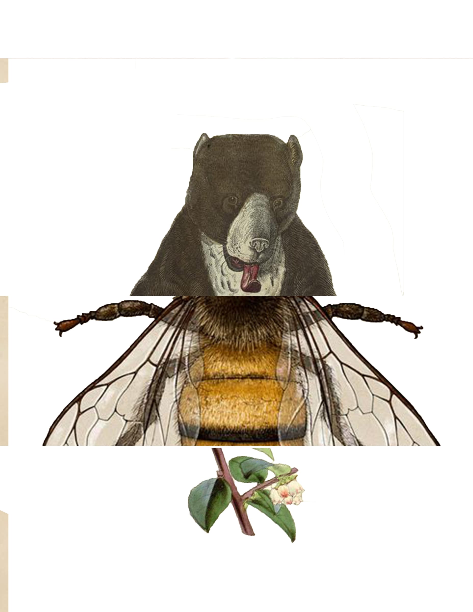 Mutualist Bestiary — image 4